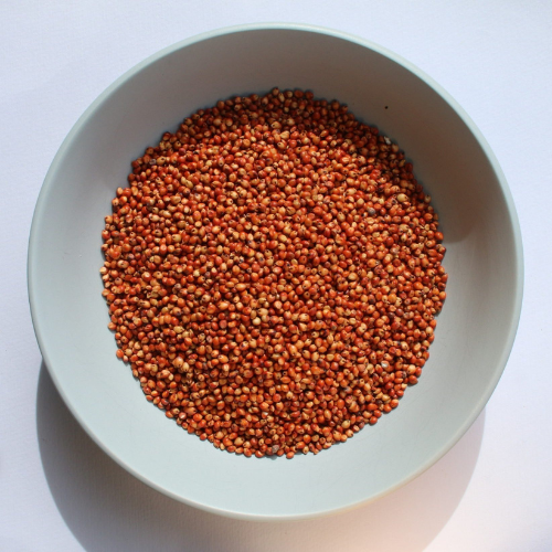 Sorghum